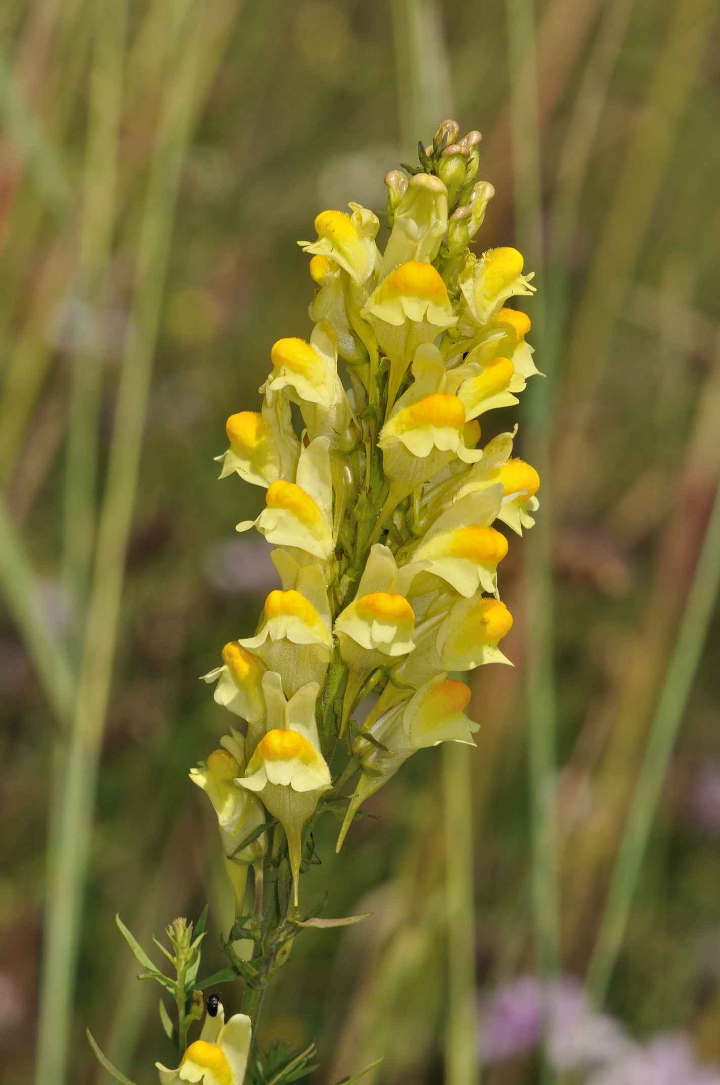 Linaria vulgaris